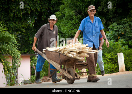 Gli uomini il trasporto di canna da zucchero a Cuba Foto Stock