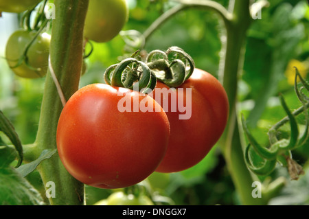 Due mature pomodori rossi sulla crescita della pianta Foto Stock