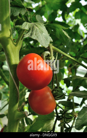 Due mature pomodori rossi sulla crescita della pianta Foto Stock