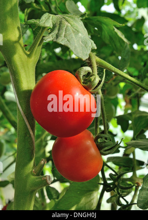 Due mature pomodori rossi sulla crescita della pianta Foto Stock