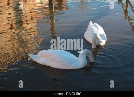 Cigni su alluvione Worcester - fiume Severn Foto Stock