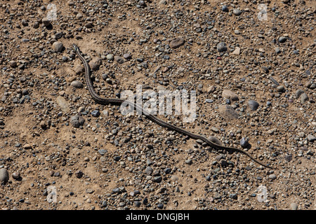 Un raro San Francisco Garter Snake in pericolo al Pigeon Point Lighthouse vicino Half Moon Bay California Foto Stock