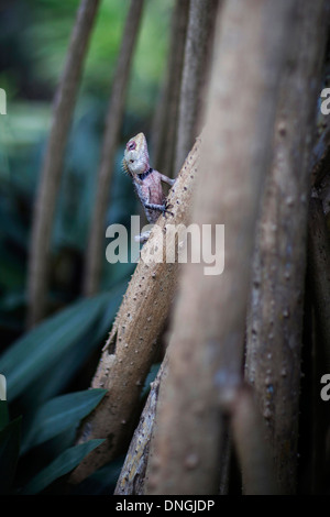 Lizard scaling del tronco di un albero Foto Stock