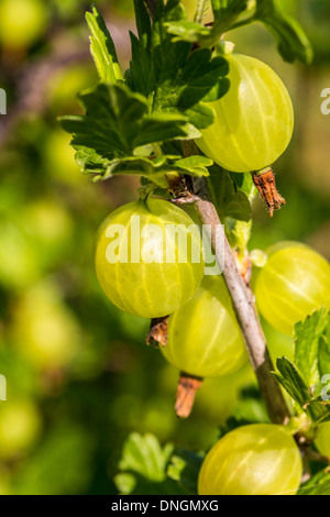 In prossimità di alcune riprese ribes in estate. Foto Stock