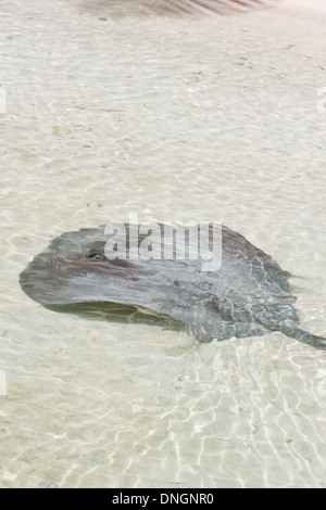 Sting Ray in acque poco profonde nella costa di San Pedro Belize Foto Stock