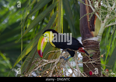 Primo piano di una chiglia fatturati toucan nella foresta del Belize Foto Stock