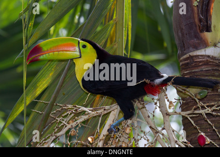 Primo piano di una chiglia fatturati toucan nella foresta del Belize Foto Stock