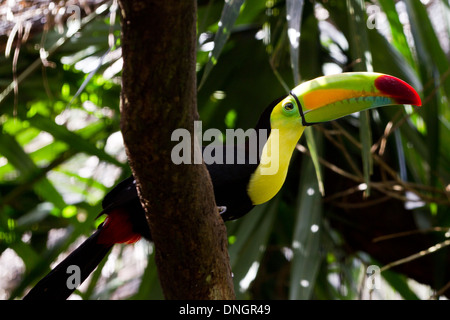 Primo piano di una chiglia fatturati toucan nella foresta del Belize Foto Stock
