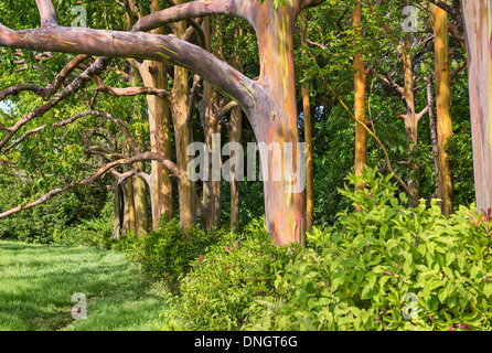 La colorata e magica Rainbow eucalipto, Eucalyptus deglupta. Foto Stock