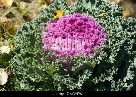 Grande verde-viola il cavolo fiore closeup su foglie di autunno sfondo all'aperto Foto Stock