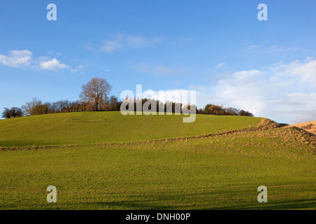 Un suggestivo altopiano di Prato con siepe e alberi sotto un cielo blu in Thixendale sul Yorkshire wolds in inverno Foto Stock