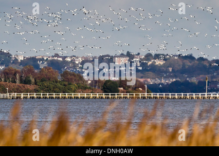 Avocette (Recurvirostra avosetta) in volo sopra il porto di Poole. Dorset, Regno Unito. Foto Stock