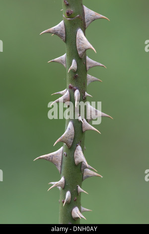 Wild Rose stelo con spine. Foto Stock