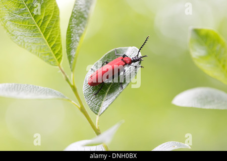 A testa nera cardinale beetle (Pyrochroa coccinea). Surrey, Regno Unito. Foto Stock