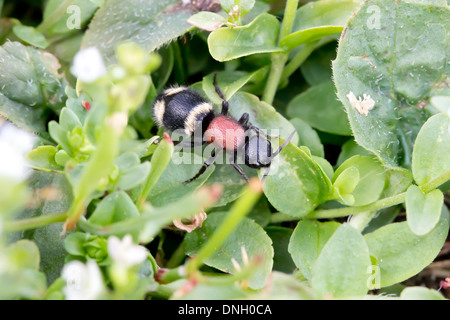 Velvet ant femmina (Mutilla europaea). Dorset, Regno Unito. Foto Stock