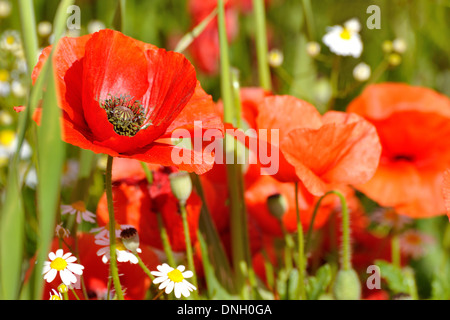 Fiore di papavero in un campo. Papavero rosso simbolo del ricordo. Simbolo di una nuova stagione estiva. Foto Stock