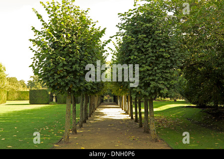 Imponente viale dei Tigli a Coughton Court, Alcester, Warwickshire, Gran Bretagna. Foto Stock