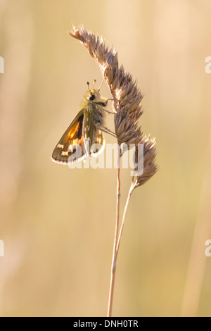 Argento-spotted skipper (Hesperia virgola) sulla testa di erba. Surrey, Regno Unito. Foto Stock