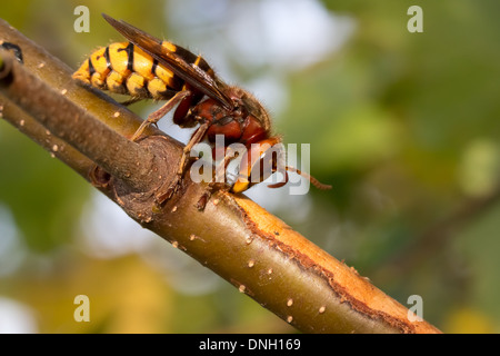 Hornet (Vespa crabro) rimozione di corteccia di betulla alberello e bere SAP. Surrey, Regno Unito. Foto Stock