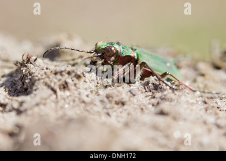 Green tiger beetle (Cicindella campestris) sulla brughiera. Surrey, Regno Unito. Foto Stock