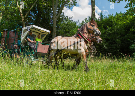 Progetto di cavallo utilizzato nel BOIS DE VINCENNES PARK per lavori di manutenzione, 12esimo arrondissement di Parigi (75), Francia Foto Stock