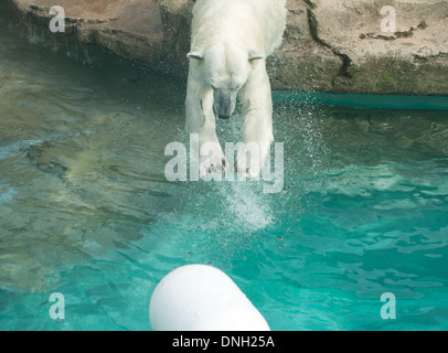 Anana, il residente di orso polare di Lincoln Park Zoo di Chicago, gioca e nuota su un caldo giorno d'estate. Foto Stock