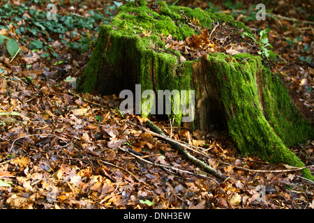 Nel sole autunnale di forest floor foglie degli alberi d'autunno ceppo di albero con moss Foto Stock