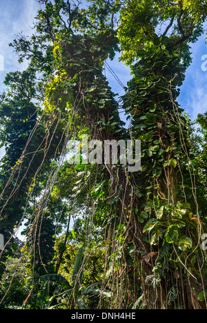 La giungla che si trova lungo la strada di Hana in Maui, Hawaii. Foto Stock