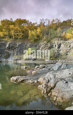 Argento Betulla Betula pendula, nel colore di autunno la linea la scogliera bordo della Gola di cava, Malvern Hills, Worcestershire. Foto Stock