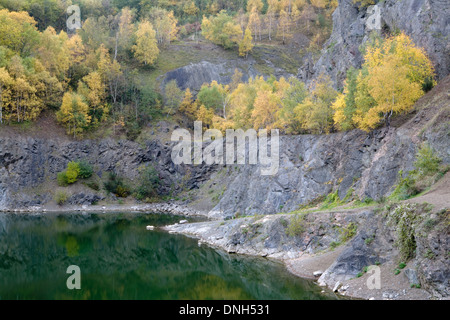 Argento Betulla Betula pendula, nel colore di autunno la linea la scogliera bordo della Gola di cava, Malvern Hills, Worcestershire. Foto Stock