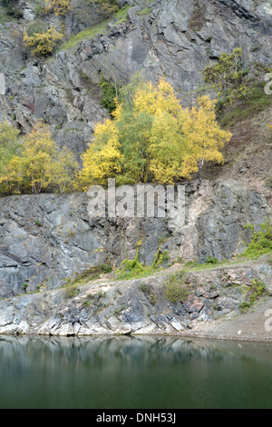 Argento Betulla Betula pendula, nel colore di autunno la linea la scogliera bordo della Gola di cava, Malvern Hills, Worcestershire. Foto Stock