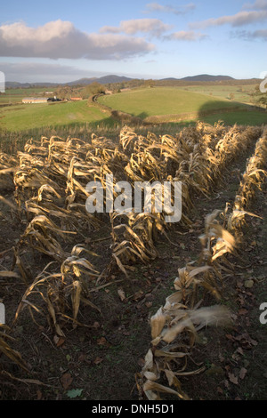 Il mais a sinistra in un campo in inverno in Herefordshire. Il Malvern Hills possono essere visti sullo sfondo. Foto Stock