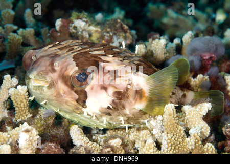 Orbicular Burrfish, noto anche come Birdbeak Burrfish o Shortspine Porcupinefish, Cyclichthys orbicularis. Foto Stock