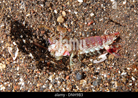 Gamberetti Mantis dalle orecchie rosa o dalla coda rosa, Odontodactylus latirostris. Tulamben, Bali, Indonesia. Mare di Bali, Oceano Indiano Foto Stock