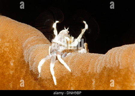 Il Granchio di porcellana, Neopetrolisthes maculatus, vivendo in un anemone marittimo. Noto anche come Neopetrolisthes ohshimai e Neopetrolisthes maculata Foto Stock