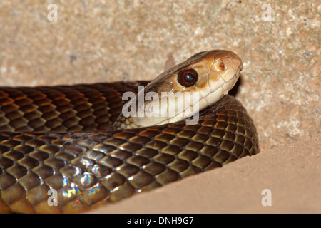 Taipan costiero, Oxyuranus scutellatus. Questo è uno dei più velenosi terra di serpenti. Australia Foto Stock