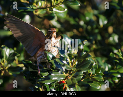 Redwing (Turdus iliacus) arroccato a holly tree Foto Stock