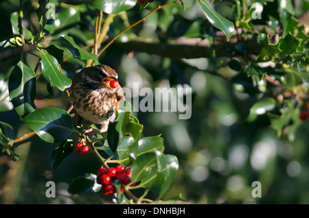 Redwing (Turdus iliacus) alimentazione su holly bacche Foto Stock