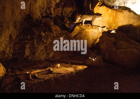 Grotta di Lion in grotte Arrikrutz, o TI, Paesi Baschi Foto Stock