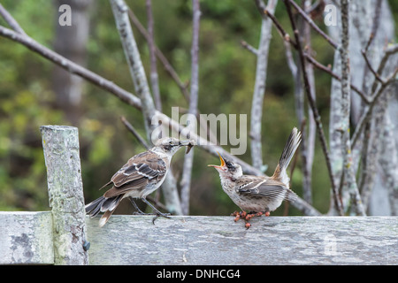 Le Galapagos Mockingbird (Nesomimus parvulus) alimentazione di un pulcino colpito da influenza o varicella di uccello, Galapagos Foto Stock