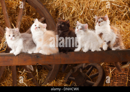 British Longhair, gattini, dieci settimane |Britisch Langhaar, Kaetzchen, 10 Wochen Foto Stock