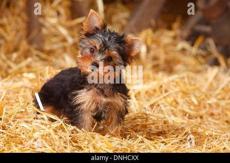 Yorkshire Terrier, cucciolo, 11 settimane |Yorkshire Terrier, Welpe, 11 Wochen Foto Stock