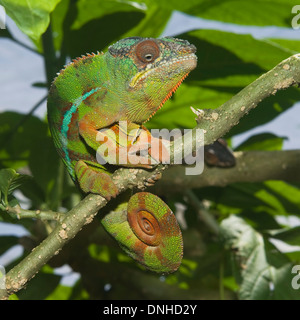 Panther Chameleon (Furcifer pardalis), Madagascar Foto Stock