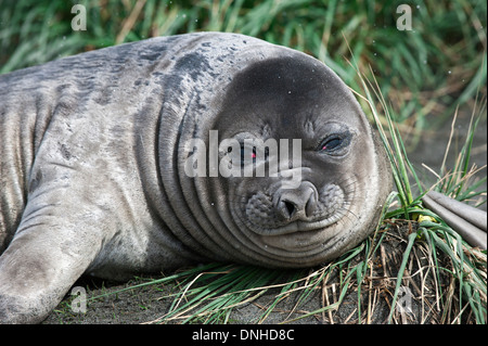 Giovane elefante meridionale di tenuta (Mirounga leonina), Fortuna Bay, Isola Georgia del Sud Foto Stock