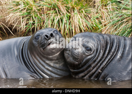 Due giovani elefante meridionale guarnizioni (Mirounga leonina) giocando in acqua, Fortuna Bay, Isola Georgia del Sud Foto Stock