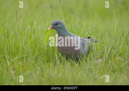 Magazzino colomba (Columba oenas) rovistando in pascolo Foto Stock