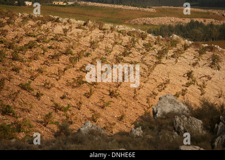 CHATEAU KEFRAYA VIGNETI, BEKKA Valley, il Libano, IL VICINO ORIENTE Foto Stock