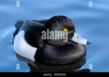 Moretta (Aythya fuligula) London, Dicembre Foto Stock