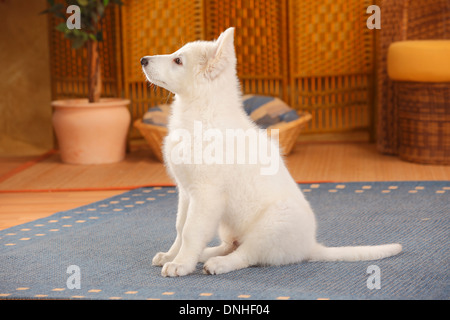 Pastore Svizzero bianco, cane cucciolo, 14 settimane |Weisser Schweizer Schaeferhund, Welpe, 14 Wochen Foto Stock