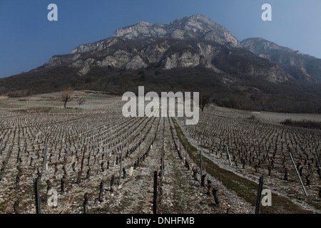 Vigneti di CHIGNIN AI PIEDI DELLA ROCHE DU GUET ROCK, (73) SAVOIE, Rhône-Alpes, in Francia Foto Stock